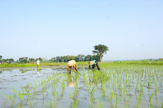 2 farmers are planting rice in the traditional way without using machines and wearing traditional hats made from woven bamboo in the morning photo