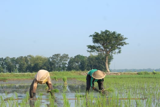 2 farmers are planting rice in the traditional way without using machines and wearing traditional hats made from woven bamboo in the morning photo