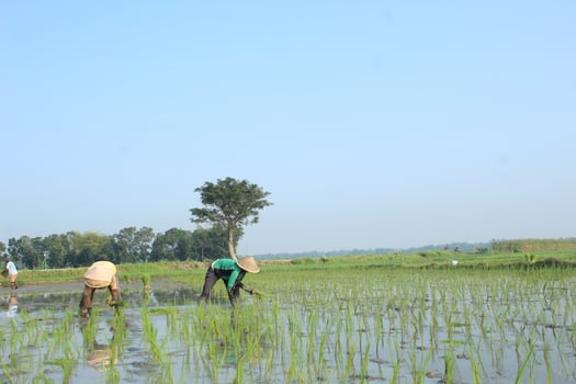 2 farmers are planting rice in the traditional way without using machines and wearing traditional hats made from woven bamboo in the morning photo