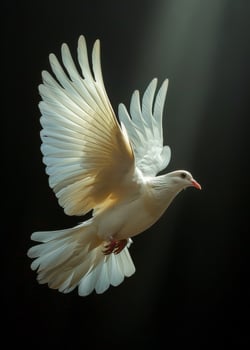Free flying white dove isolated on black background photo