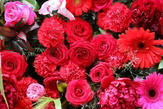 A variety of orange, red and pink flowers, a close-up of their beautiful petals, are flourishing in the garden. photo