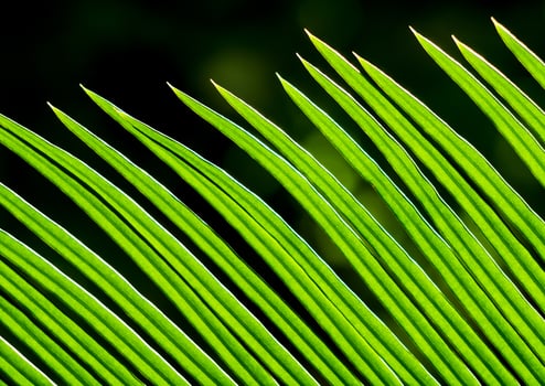 The pinnately compound leaves of Cycas revoluta Thunb photo