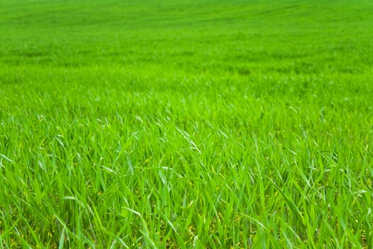 grass on backyard lawn - house, home and gardening concept photo