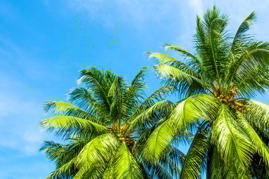 Coconut tree and the bright blue sky photo