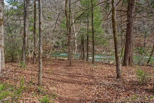 Hiking trail to the river photo