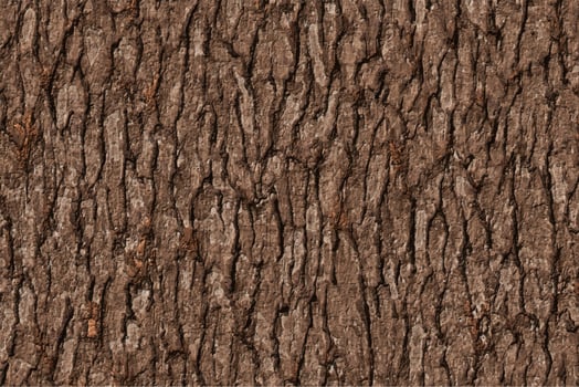 brown bark texture background photo