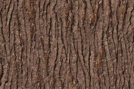 long bark texture background photo