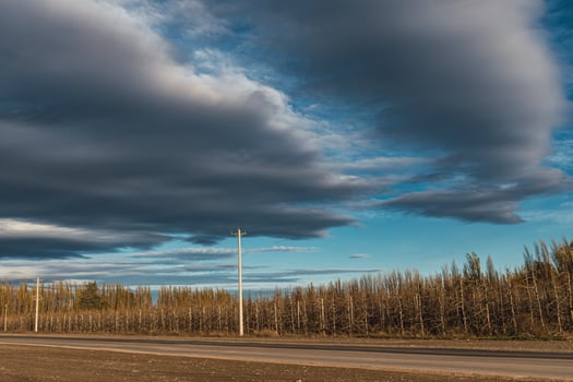 the route of patagonian fruit trees photo