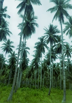 Nature's morning landscape coconut trees photo