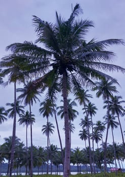 Nature's morning landscape coconut trees photo