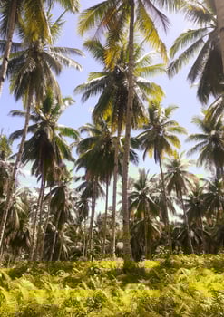 Nature's morning landscape coconut trees photo