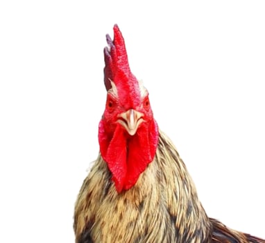 Rooster head isolated on white background photo