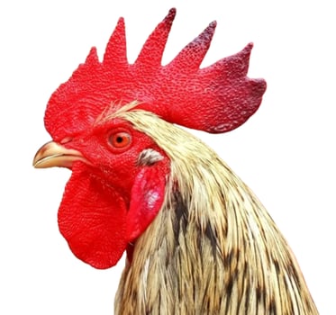 Rooster head isolated on white background photo
