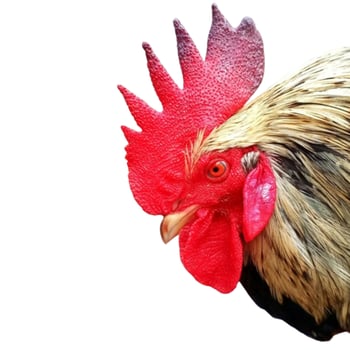 Rooster head isolated on white background photo