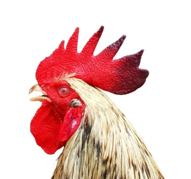 Rooster head isolated on white background photo