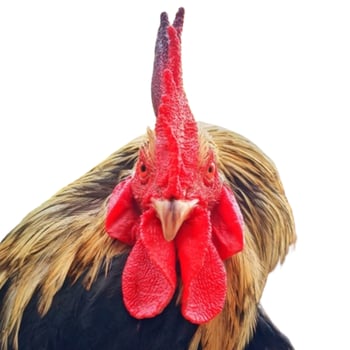 Rooster head isolated on white background photo