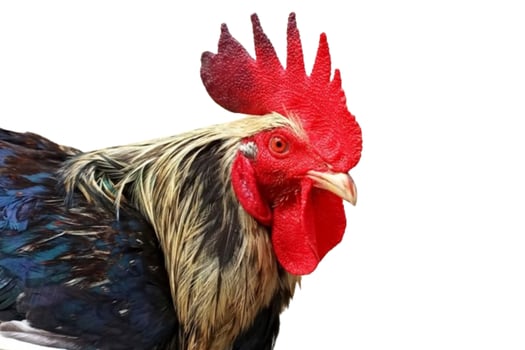 Rooster head isolated on white background photo