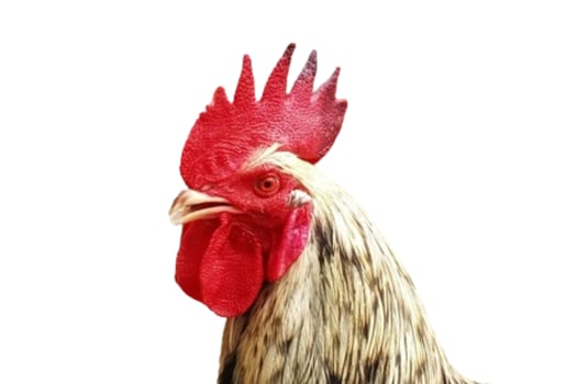 Rooster head isolated on white background photo