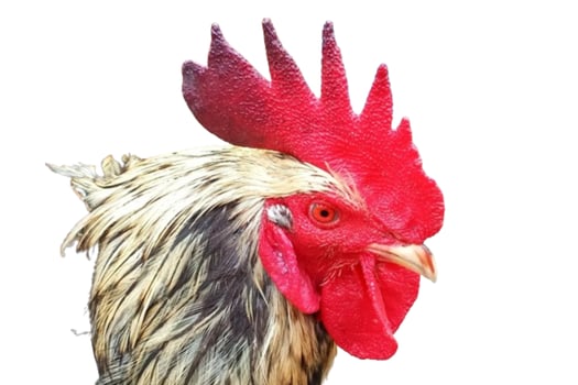 Rooster head isolated on white background photo