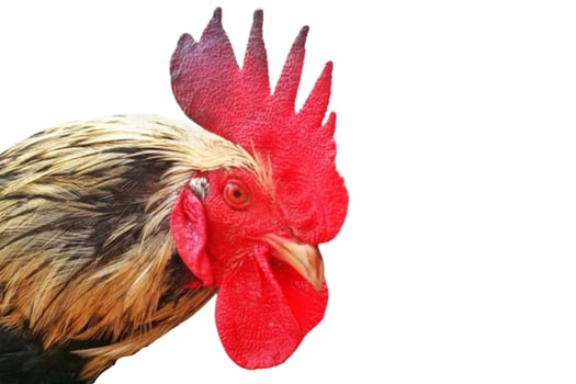 Rooster head isolated on white background photo