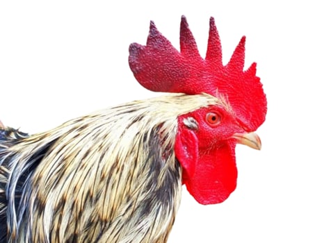 Rooster head isolated on white background photo
