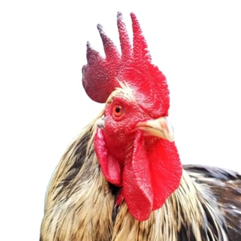 Rooster head isolated on white background photo