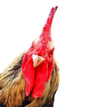 Rooster head isolated on white background photo