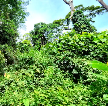 Nature landscape, trees in the forest photo