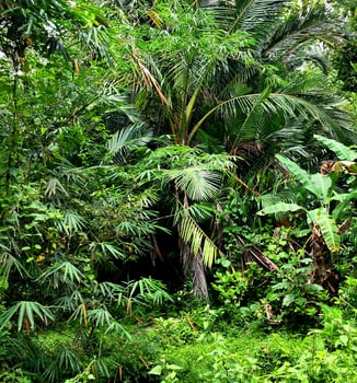 palm trees in the jungle photo