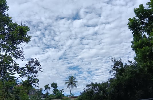 Nature landscape forest view in the morning photo