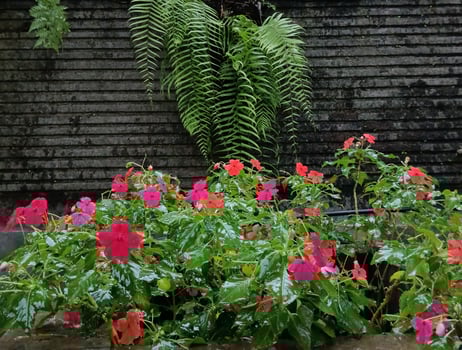 Nature landscape, beautiful fresh pink flowers after rain photo