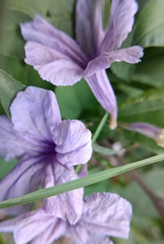 Beautiful purple flowers photo