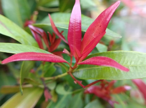Red shoots of a plant photo