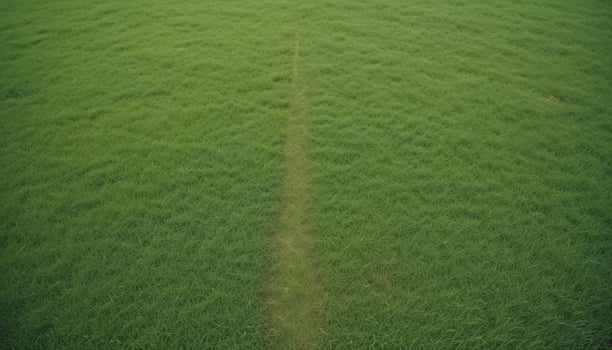 green grass background photo