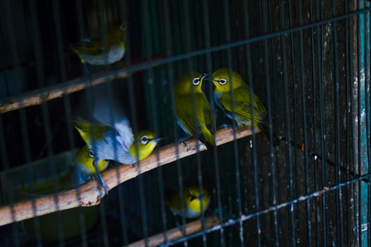 Pleci birds in cages were standing on small sticks photo