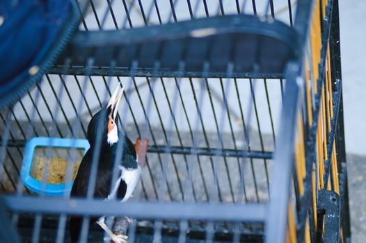 Starling bird in a cage photo
