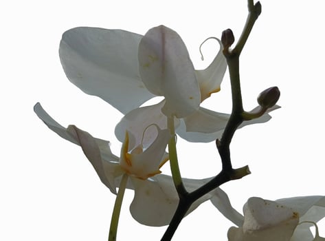 fresh orchid isolated on white photo
