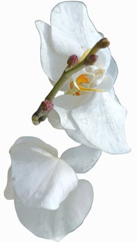 fresh orchid isolated on white photo