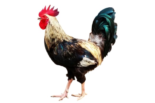 Male rooster isolated on white background photo