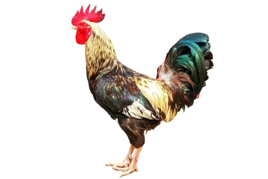 Male rooster isolated on white background photo