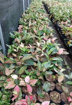 colorful and beautiful aglaonemas in the garden photo