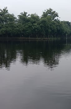 a morning nature landscape of the lake photo