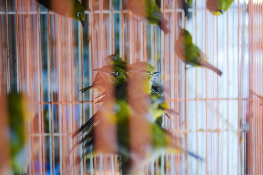 Pleci birds in cages were standing on small sticks photo