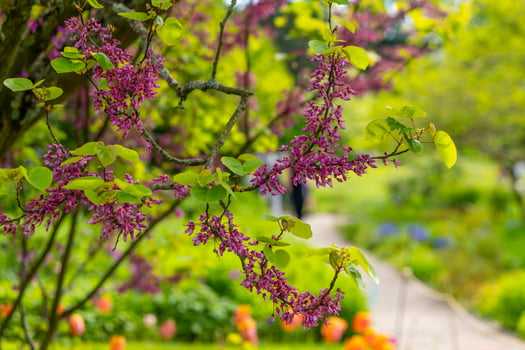 tree with purple flowers is in a garden photo