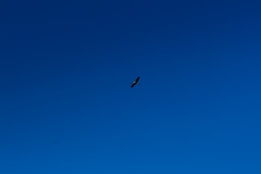 Stork soaring in the blue sky with white clouds photo