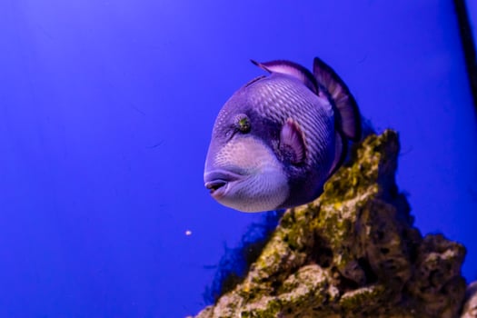 Balistoides viridescens fish photo