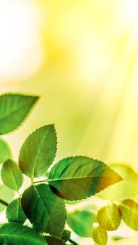 green leaves - nature backgrounds and springtime concept photo