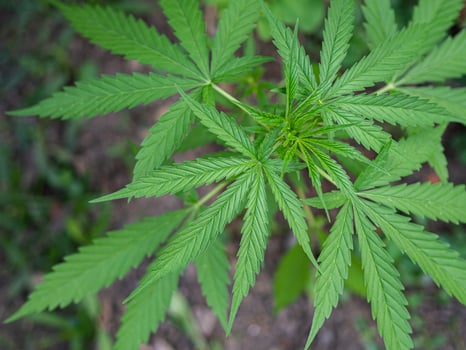Close-up of cannabis plant growing at outdoor marijuana farm photo