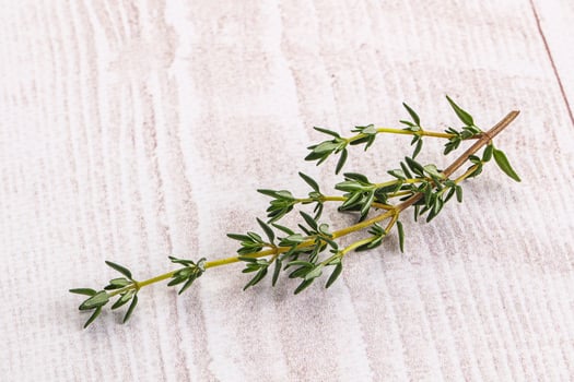 Aroma seasoning thyme stem with leaves photo
