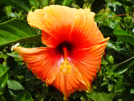 Close up of hibiscus syriacus flower in bloom, spring time so beautiful at botanical garden photo
